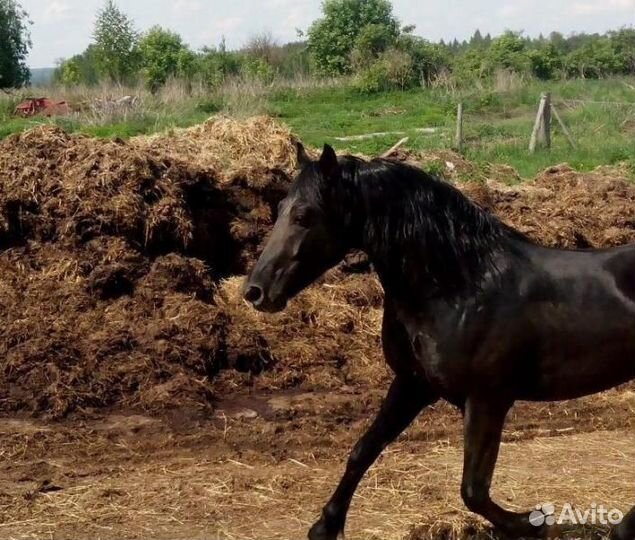 Конский перегной-навоз