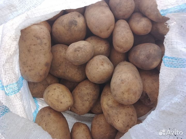 Продам домашний картофель