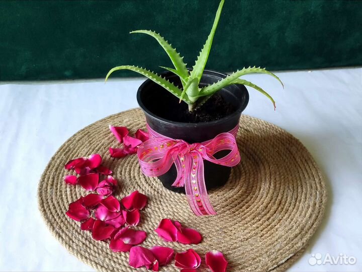 Алоэ вера растение с удивительной историей