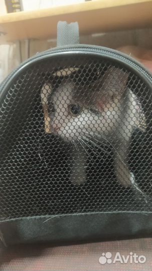 Кошечка в беде