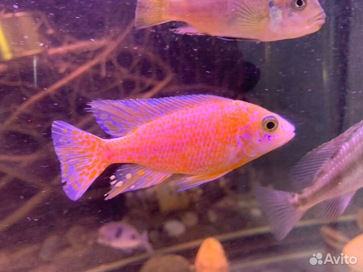 Цихлиды - малавийцы