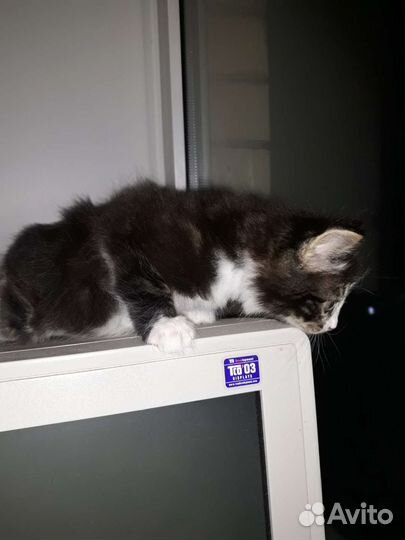 Котенок в дар бесплатно