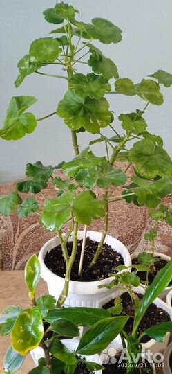 Пеларгония герань