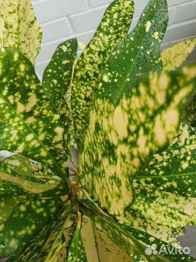 Кодиеум /Кротон Голден Сан