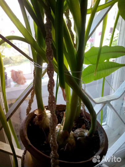 Индийский лук, лечебный