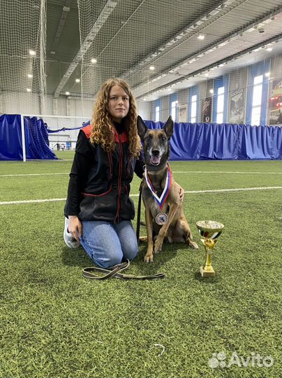 Дрессировка собак