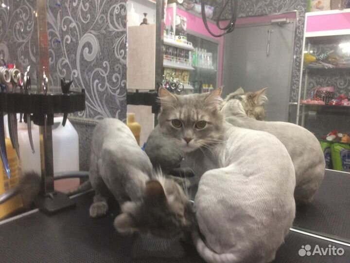 Стрижка собак и кошек