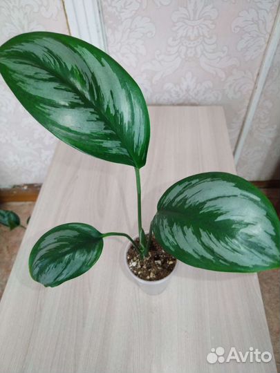 Эпипремнум, сциндапсус