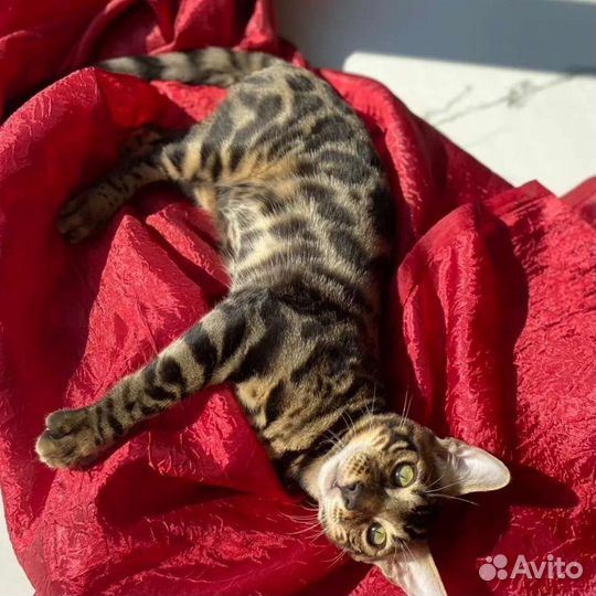 Бенгальский кот. Вязка
