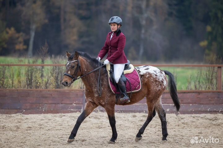 Жеребец пони, 145 см,2019 гр