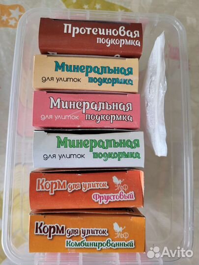 Улитки ахатины