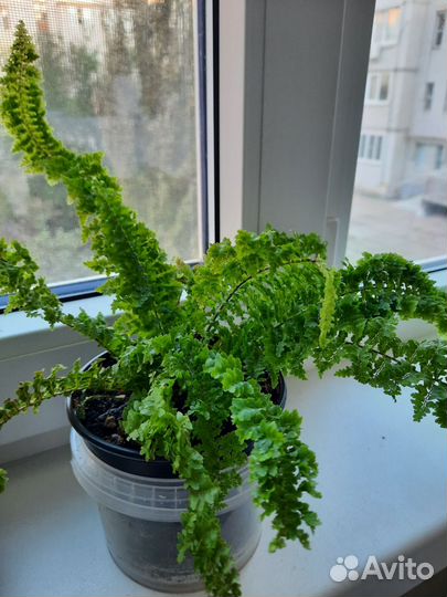 Папоротник кудрявый