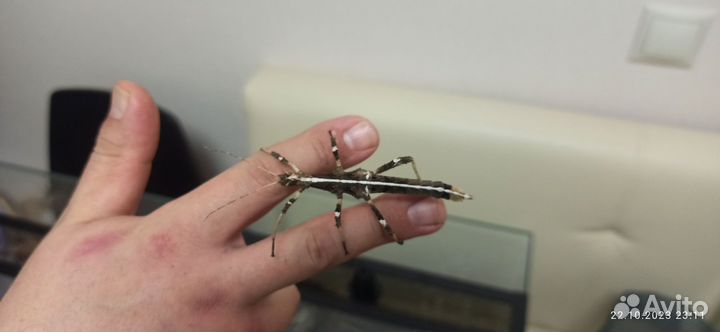 Палочник неожиданный