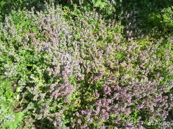 Тимьян (чабрец)