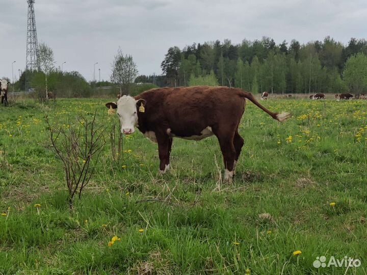 Телки герефорд