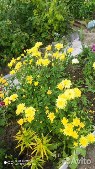 Хризантемы