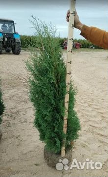 Туи из питомника