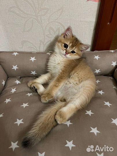 Лежанка для животных