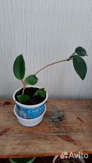 Кливия Гардена,традесканция, хойя