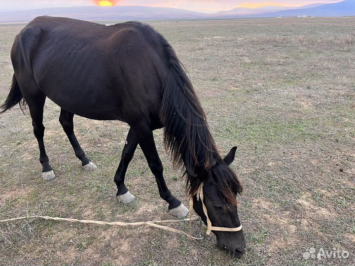 Лошадь и жеребец