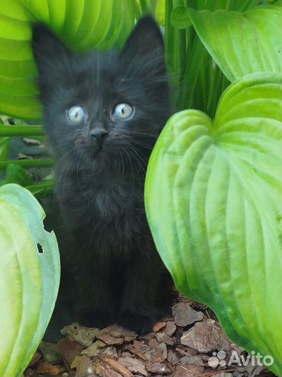 Котенок в дар