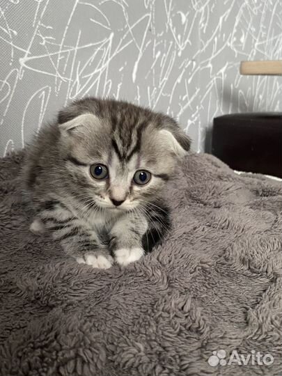 Шотландская вислоухая