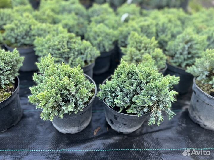 Хвойные растения