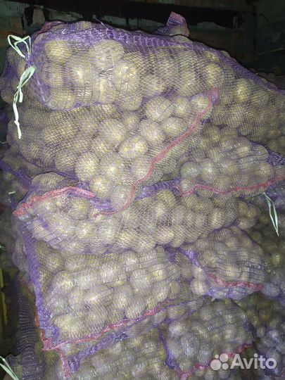 Продам картофель