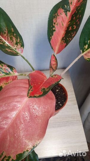 Аглоанема Бонсетти. Амели. Бабочка. Даймонд