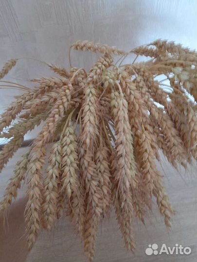 Колоски пшеницы