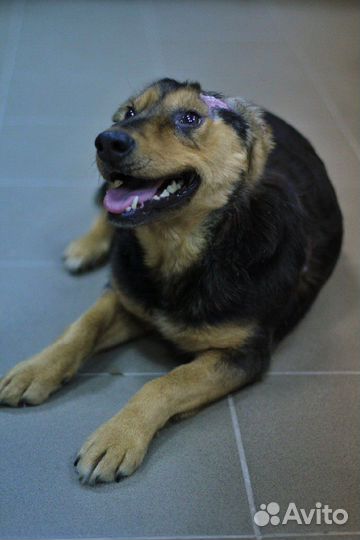 Матрёна ищет дом