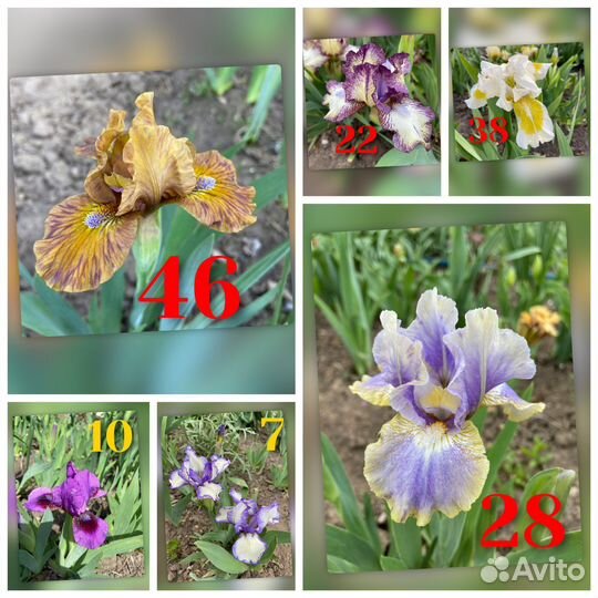 Ирисы карликовые