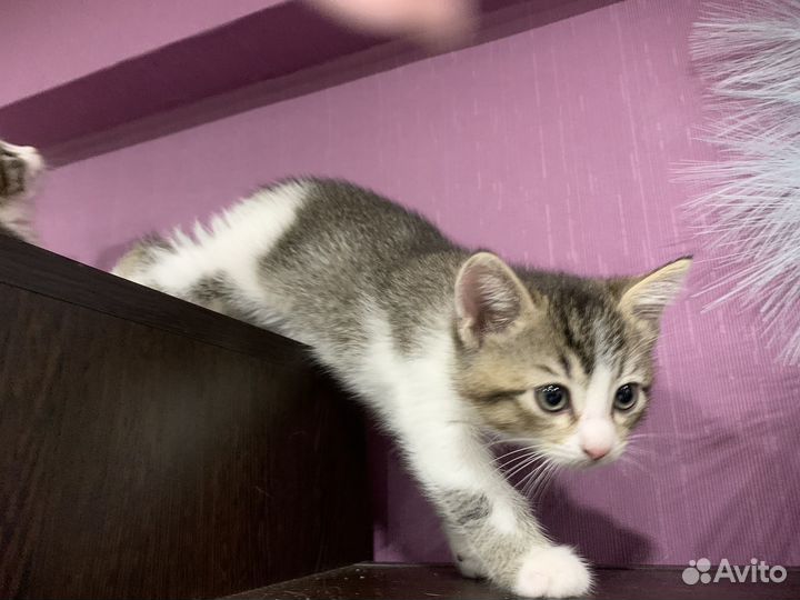 Кошка