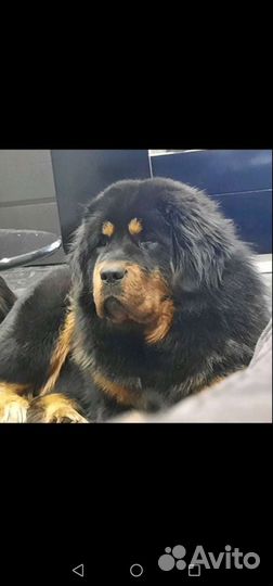 Тибетский мастиф