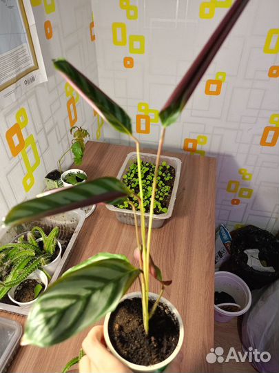 Отдам цветочки