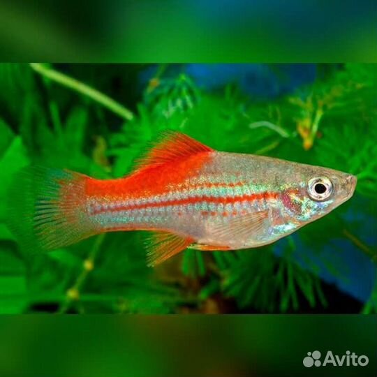 Аквариумные рыбки, растения, удобрения, живой корм