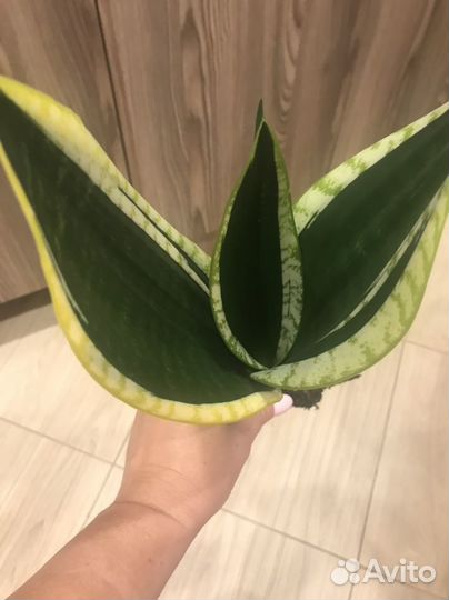 Сансевиерия