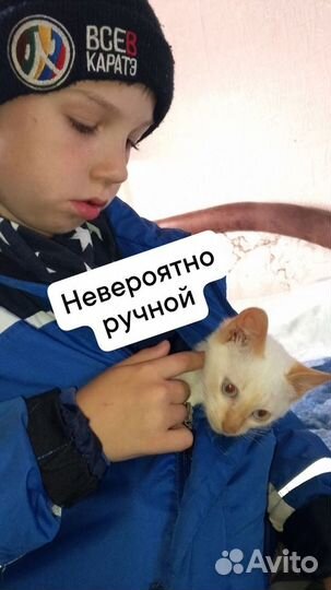 Котенок