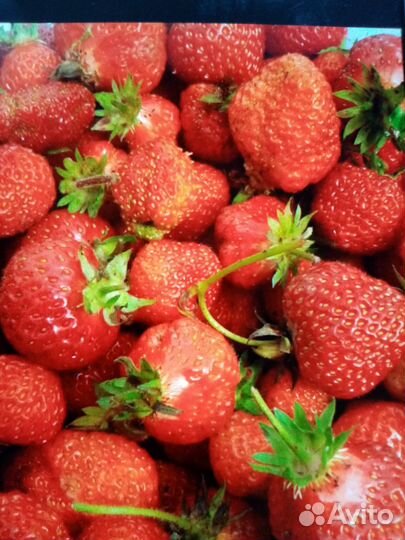 Клубника, рассада