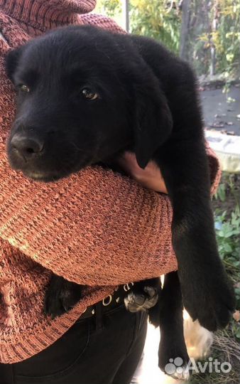 Щенки в добрые руки