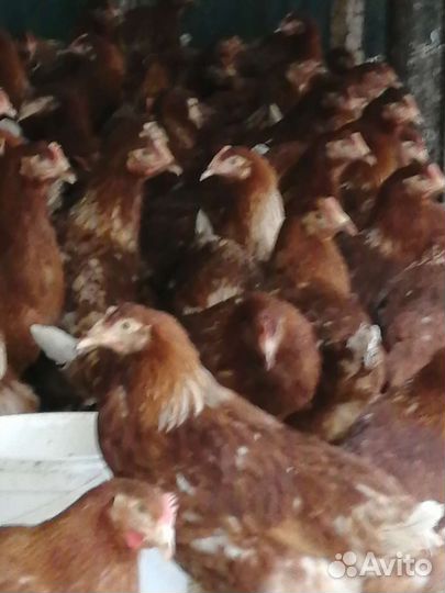 Куры молодки, несушки