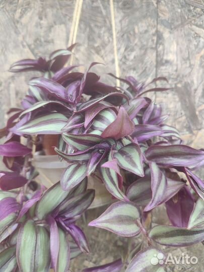 Традесканция