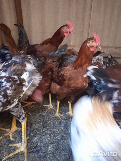 Молодые породные петухи