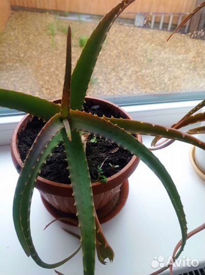 Алоэ вера лечебный