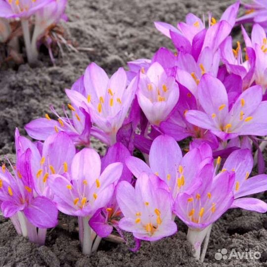 Луковицы безвременника