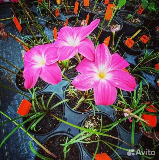 Зефирантес. Выбор сортов с доставкой