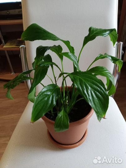 Комнатные цветы