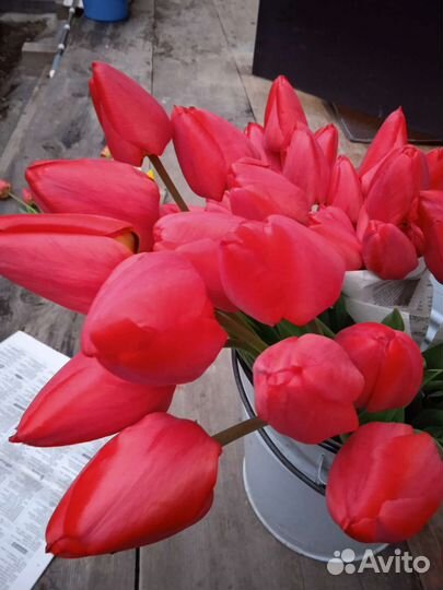 Тюльпаны, нарциссы