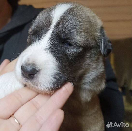 Отдам бесплатно щенки
