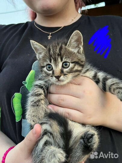 Кошка в дар бесплатно